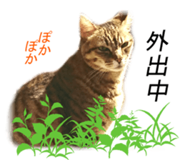 Wild brown tabby ,Photograph version sticker #13575100