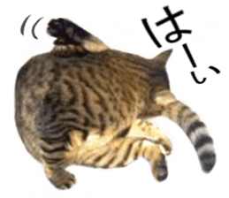 Wild brown tabby ,Photograph version sticker #13575101