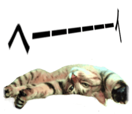 Wild brown tabby ,Photograph version sticker #13575102