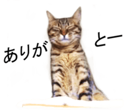 Wild brown tabby ,Photograph version sticker #13575103