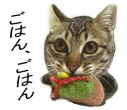 Wild brown tabby ,Photograph version sticker #13575104