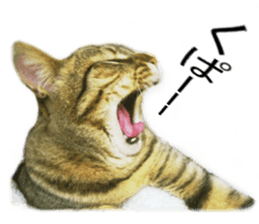 Wild brown tabby ,Photograph version sticker #13575105