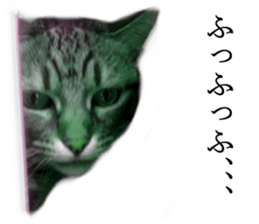 Wild brown tabby ,Photograph version sticker #13575106