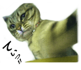 Wild brown tabby ,Photograph version sticker #13575107