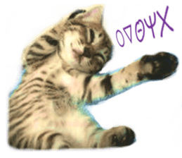 Wild brown tabby ,Photograph version sticker #13575108