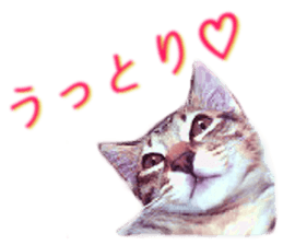 Wild brown tabby ,Photograph version sticker #13575109