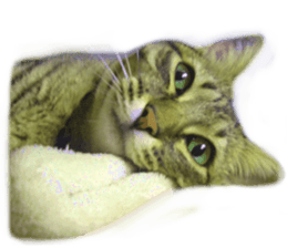 Wild brown tabby ,Photograph version sticker #13575110