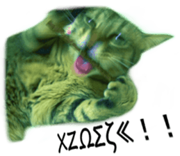 Wild brown tabby ,Photograph version sticker #13575111