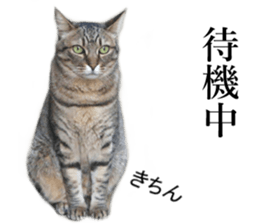 Wild brown tabby ,Photograph version sticker #13575112