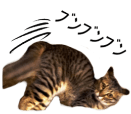 Wild brown tabby ,Photograph version sticker #13575113