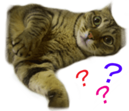 Wild brown tabby ,Photograph version sticker #13575114