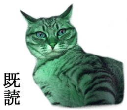 Wild brown tabby ,Photograph version sticker #13575115