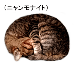 Wild brown tabby ,Photograph version sticker #13575116