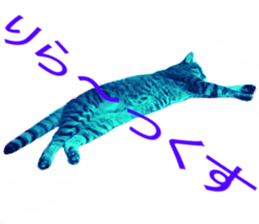 Wild brown tabby ,Photograph version sticker #13575117