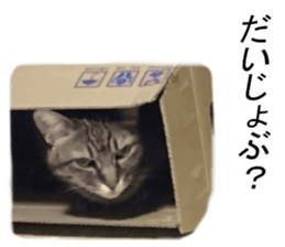 Wild brown tabby ,Photograph version sticker #13575118