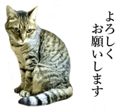 Wild brown tabby ,Photograph version sticker #13575119