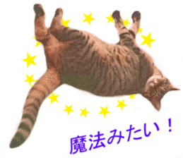 Wild brown tabby ,Photograph version sticker #13575120