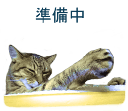 Wild brown tabby ,Photograph version sticker #13575121