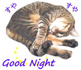Wild brown tabby ,Photograph version sticker #13575122