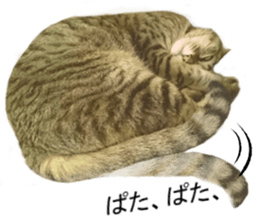 Wild brown tabby ,Photograph version sticker #13575123