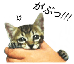 Wild brown tabby ,Photograph version sticker #13575125