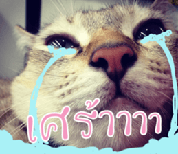 Mee Tung & OmAm sticker #13575166