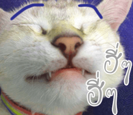 Mee Tung & OmAm sticker #13575173