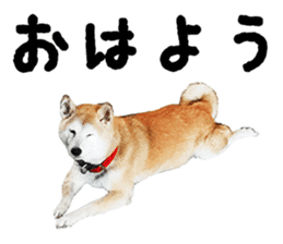 Shiba Inu Kuu of Kansai dialect sticker #13575494