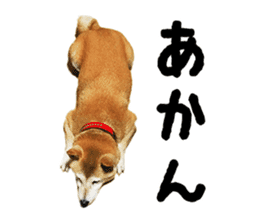 Shiba Inu Kuu of Kansai dialect sticker #13575495