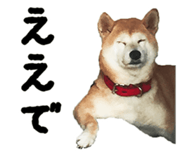Shiba Inu Kuu of Kansai dialect sticker #13575496