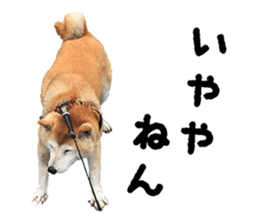 Shiba Inu Kuu of Kansai dialect sticker #13575497