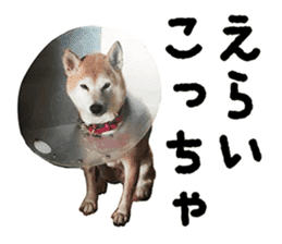 Shiba Inu Kuu of Kansai dialect sticker #13575498