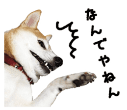 Shiba Inu Kuu of Kansai dialect sticker #13575499