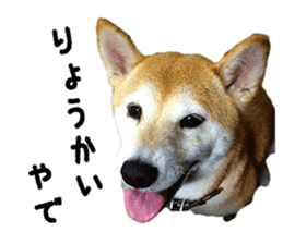 Shiba Inu Kuu of Kansai dialect sticker #13575500