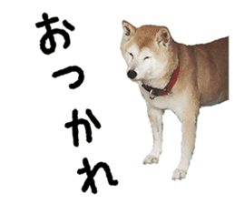 Shiba Inu Kuu of Kansai dialect sticker #13575501