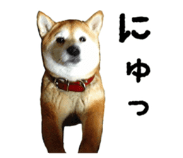 Shiba Inu Kuu of Kansai dialect sticker #13575502