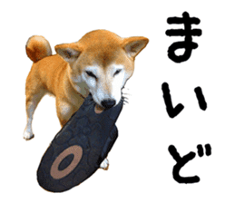Shiba Inu Kuu of Kansai dialect sticker #13575503