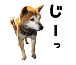 Shiba Inu Kuu of Kansai dialect sticker #13575504