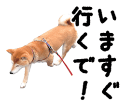 Shiba Inu Kuu of Kansai dialect sticker #13575505