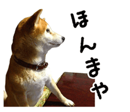 Shiba Inu Kuu of Kansai dialect sticker #13575506