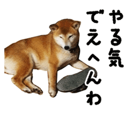 Shiba Inu Kuu of Kansai dialect sticker #13575507