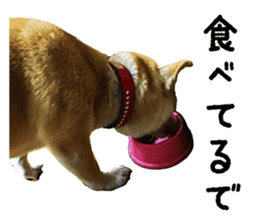 Shiba Inu Kuu of Kansai dialect sticker #13575508