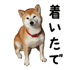Shiba Inu Kuu of Kansai dialect sticker #13575509