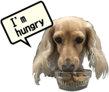 [Live-action 16 set] Dachshund[Photo] sticker #13576048