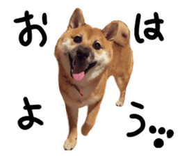 cause what's ANKO sticker #13578694