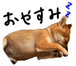 cause what's ANKO sticker #13578695