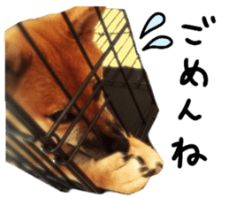 cause what's ANKO sticker #13578697