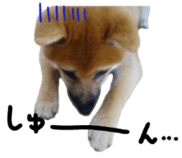 cause what's ANKO sticker #13578699