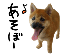 cause what's ANKO sticker #13578700