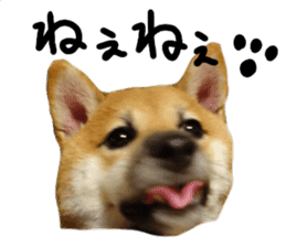 cause what's ANKO sticker #13578703